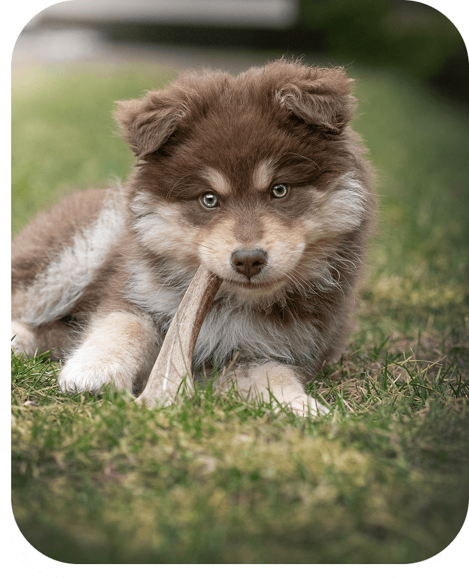 Curious puppy lying in the grass